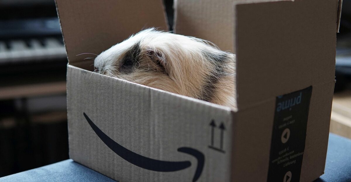 guinea pig amazon delivery parcel postage pet delivery box package amazon delivery amazon prime amazon amazon prime amazon prime amazon prime amazon prime amazon prime
