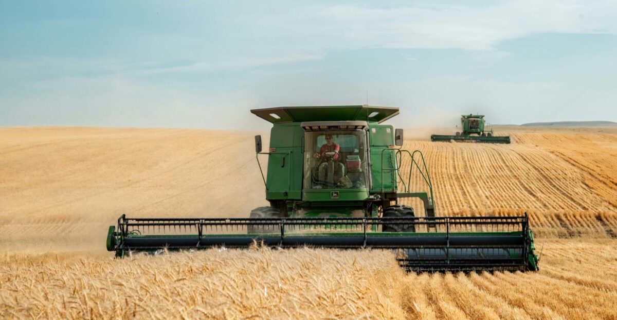two green combines in a large wheat field
