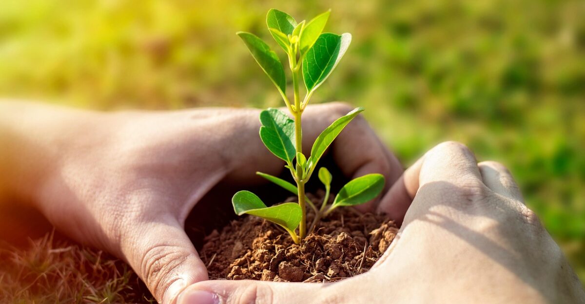 plant planting life nature natural growth grow crop farmer leaves hands planting farmer farmer farmer farmer farmer